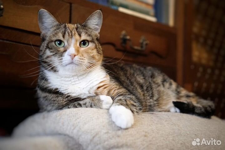 Возьмите Солнышко в дом