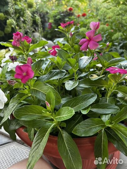 Катарантус