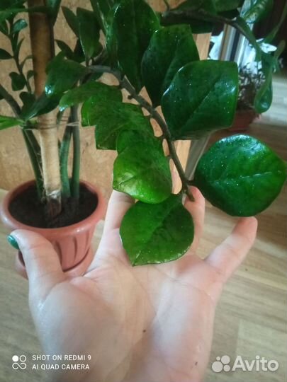 Замиокулькас на 7 веточек