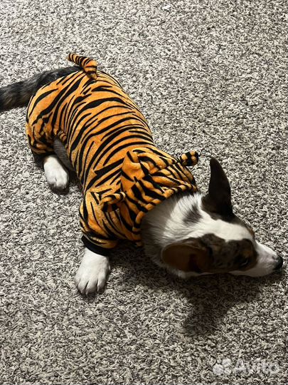 Костюм тигра на собаку