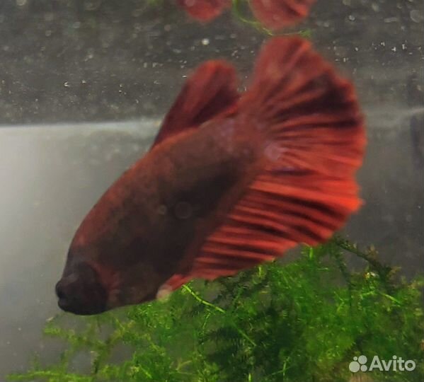 Курочка, красивая самка петушка, рыбка петушок