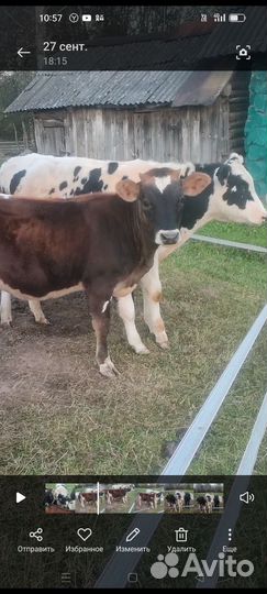 Бычки и телочка