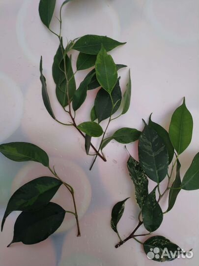 Наборы срезов сортовых фикусов