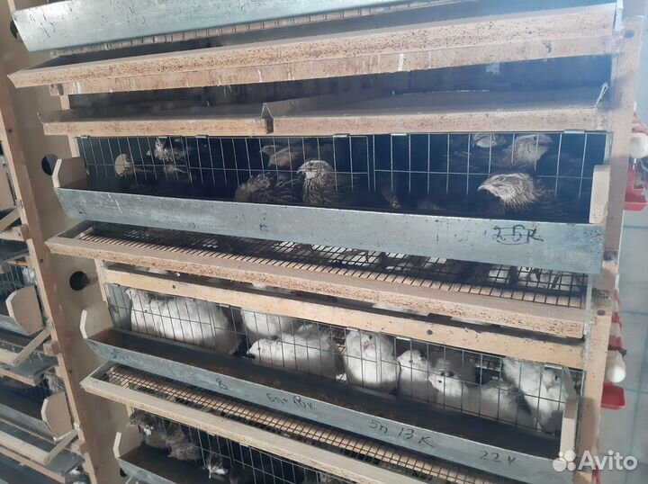 Перепела птенцы яйцо живая птица