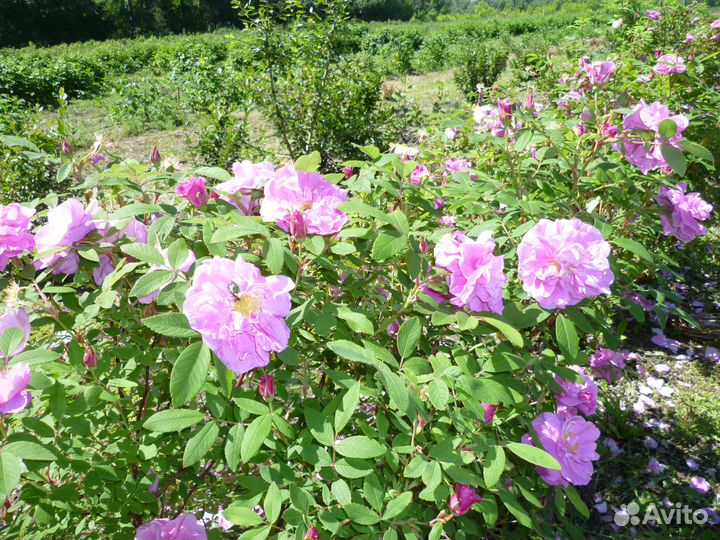 Саженцы сибниисхоза