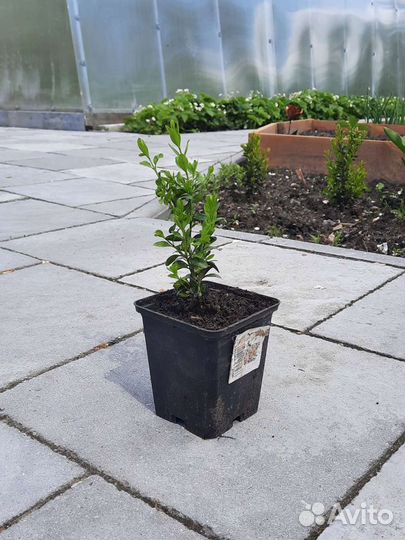 Саженцы самшита