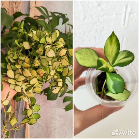 Комнатные растения