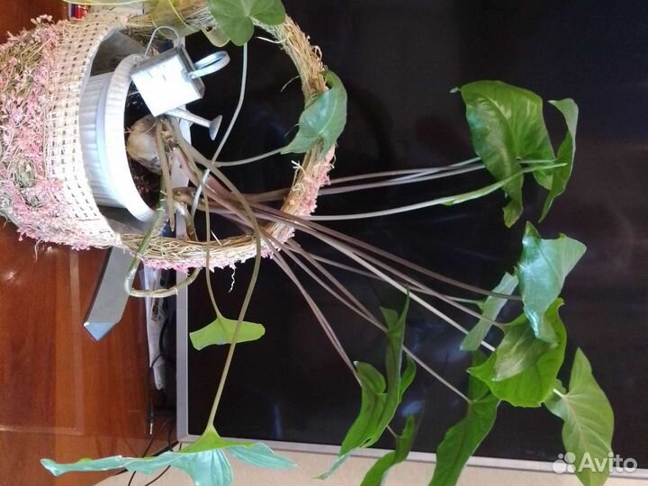 Комнатные растения.Снгониум, 350