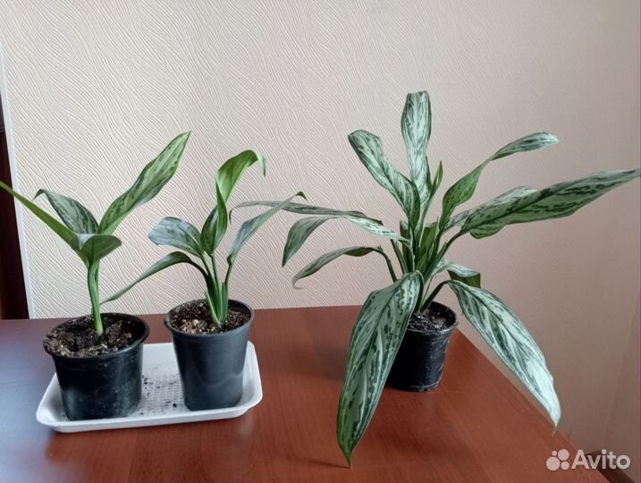 Аглаонема Silver Qween