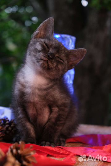 Котята-хранители, будущие защитники хозяина и дома
