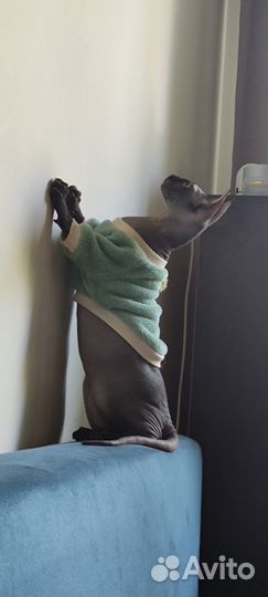 Молодой кот