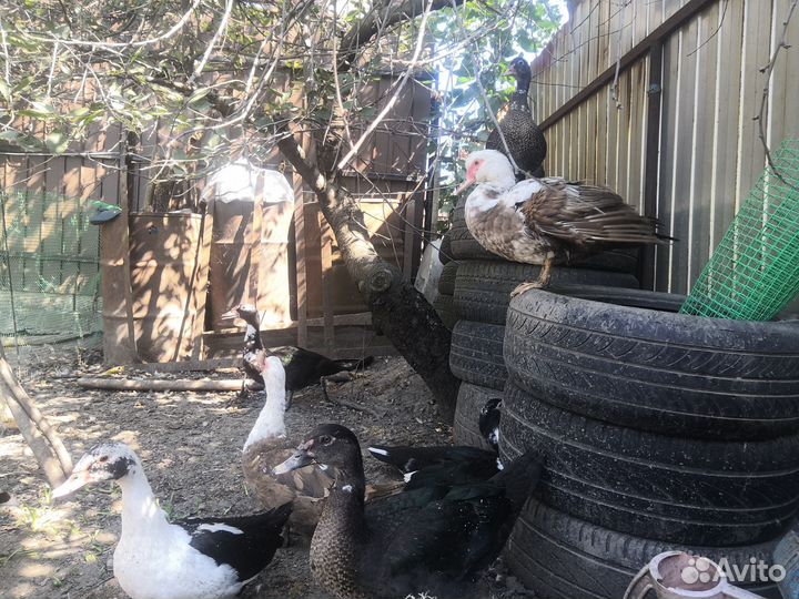 Мускусные утки