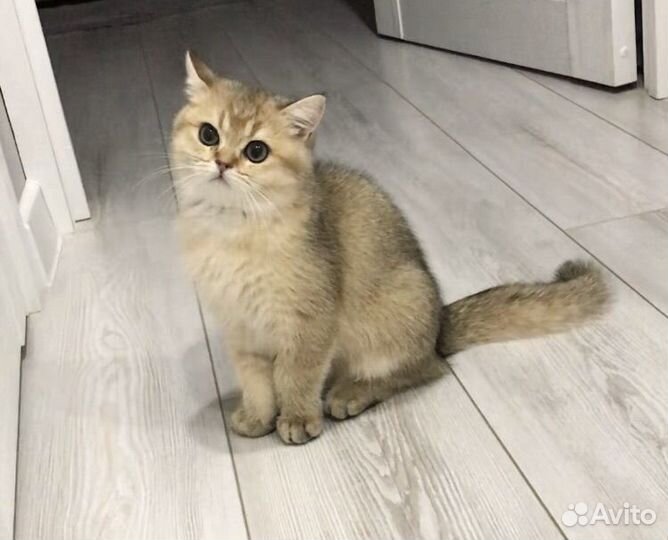 Британская золотая шиншилла