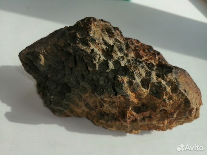 Окаменелые соты