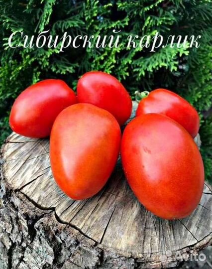 Рассада низкорослых томатов разные сорта