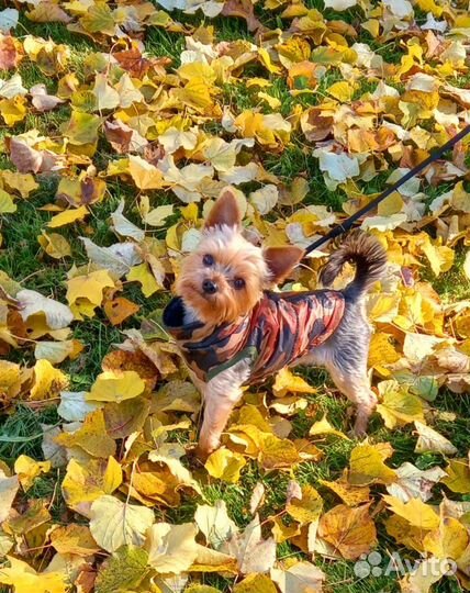 Вязка Мини Йорк