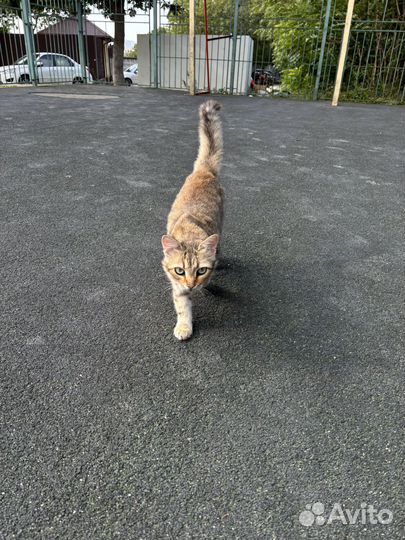 Кошечка в добрые руки