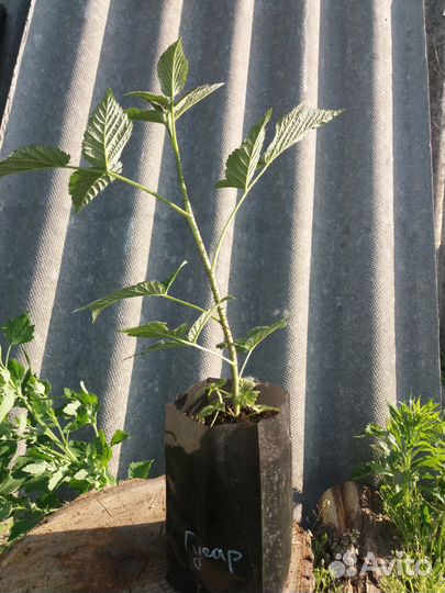 Ремонтантная малина