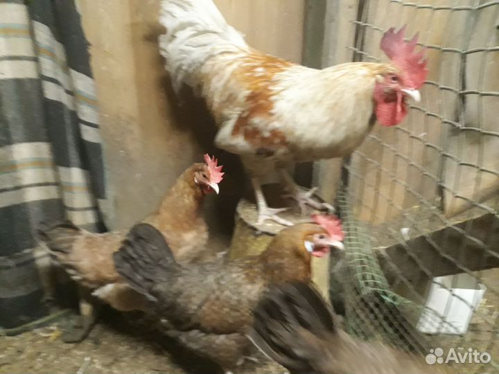 Куры, петухи, цыплята, инкубационное яйцо