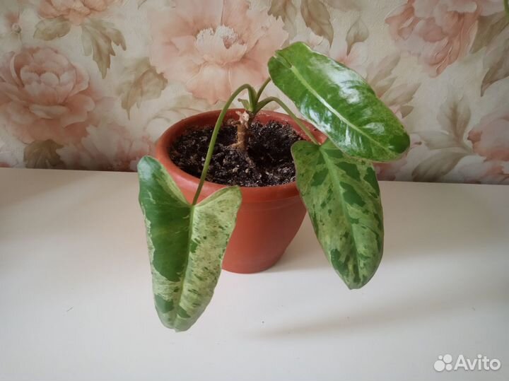 Филодендроны Голд Сатин и Биллитау мраморный