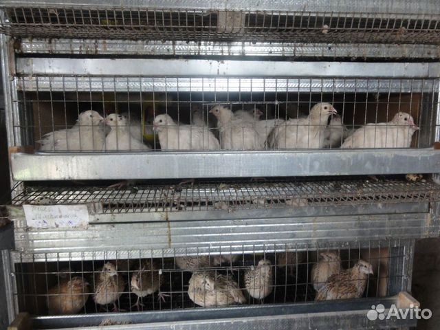 перепела несушки купить. перепелки несушки породы. перепелки несушки. перепела несушки фото. перепелки несушки.