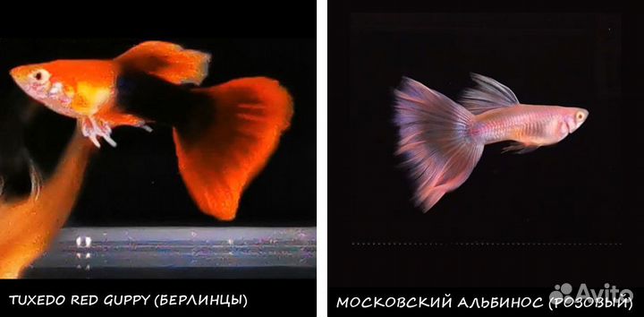 Московские Гуппи - чистые линии