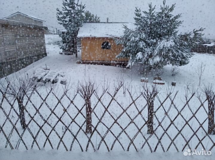 Ива плетеная дерево