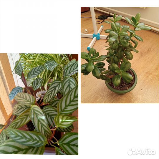 Денежное дерево/ Ктенанта