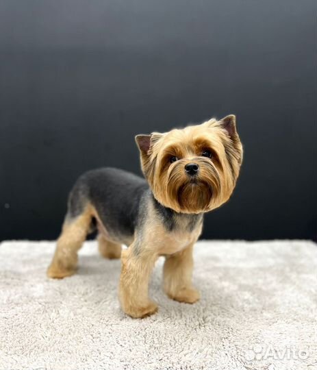 Стрижка собак и кошек