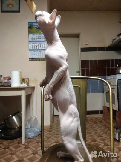Кот Сфинкс