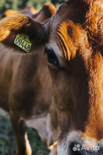 Семейная пара с проживанием на ферму