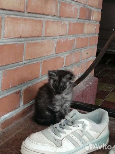 Котята девочка