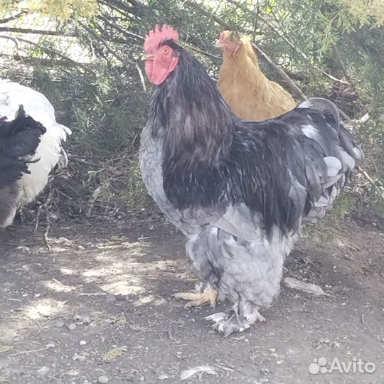 Петух Кохинхин