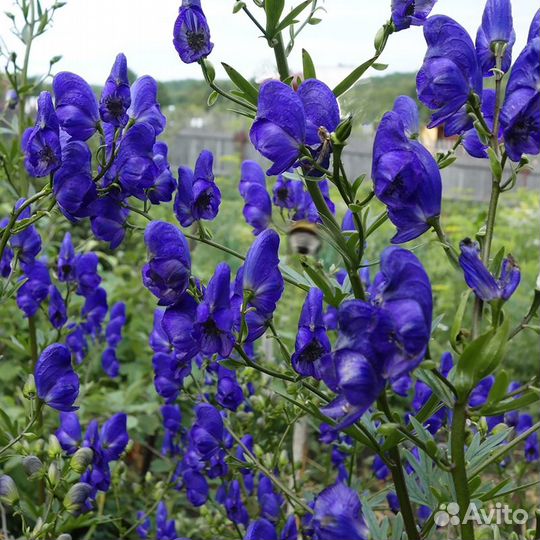 Многолетники садовые высокие