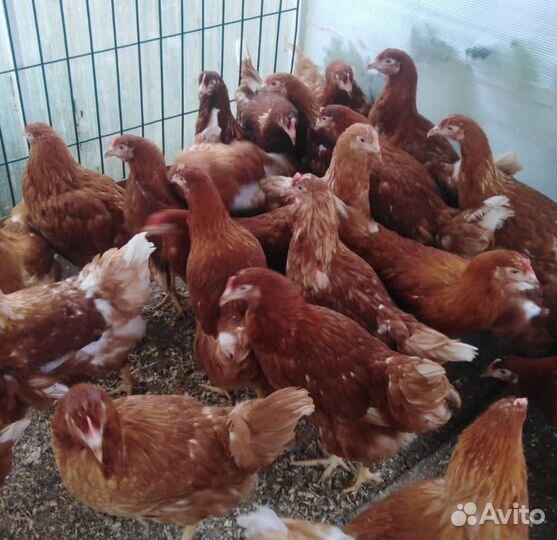 Куры несушки Хайсекс Ломан Браун молодка