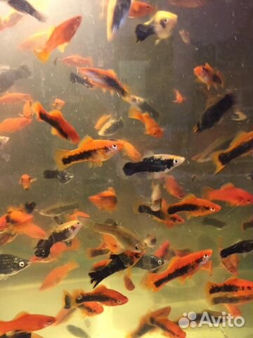 Рыбки меченосцы