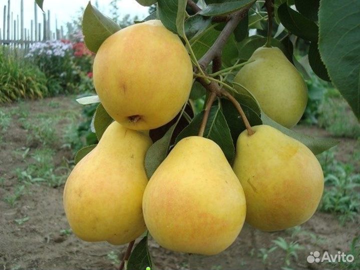 Саженцы яблони груши