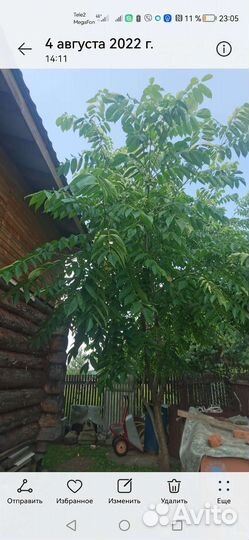 Саженцы маньчжурского ореха