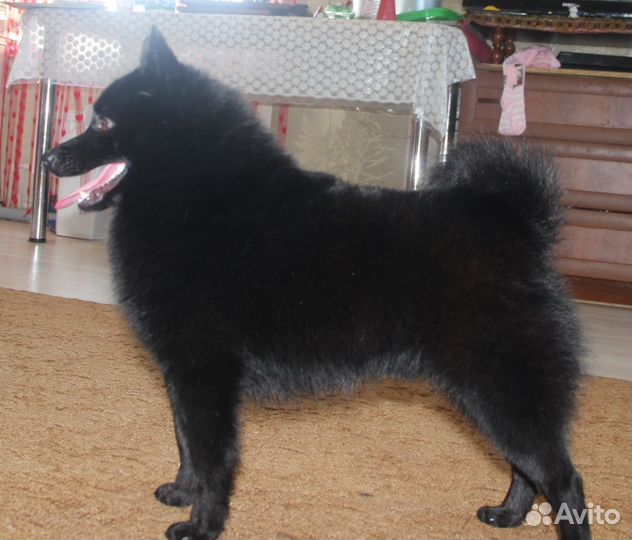 Шипперке (схипперке/Schipperke)