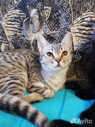 Котенок мальчик бесплатно