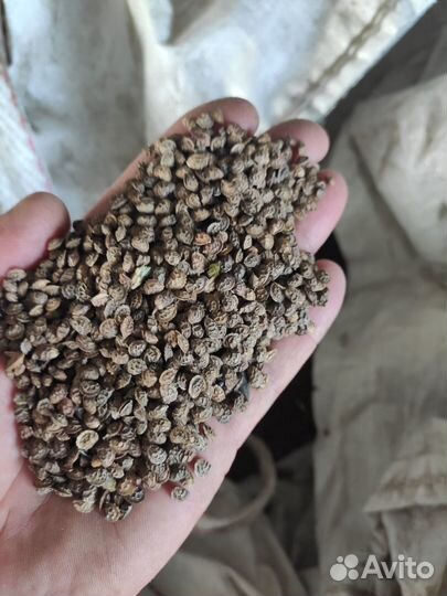 Продам семена эспарцета