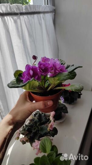 Сортовые фиалки