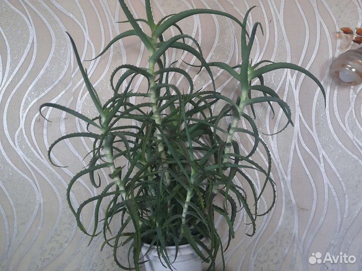 Комнатные цветы алоэ