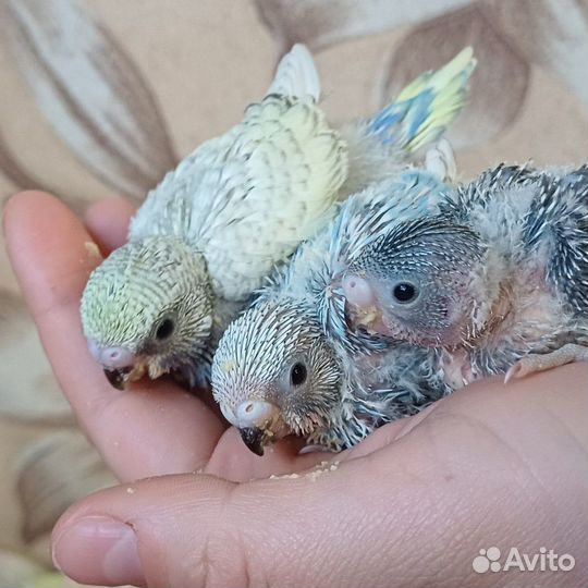 Волнистый попугай