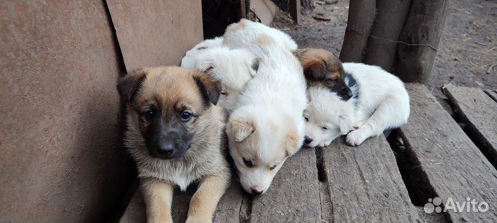 Отдам щенков в добрые руки бесплатно