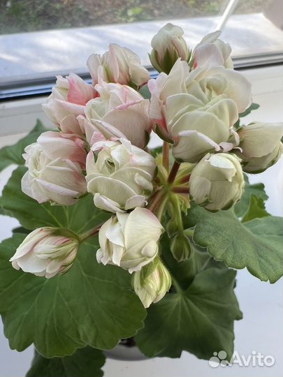 Пеларгония герань