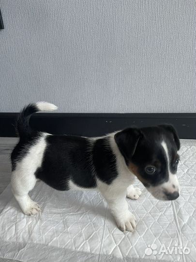 Щенки джек рассел терьер