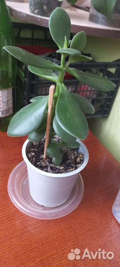 Крассула толстянка