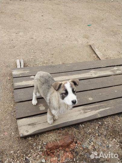 Отдам щенка в добрые руки