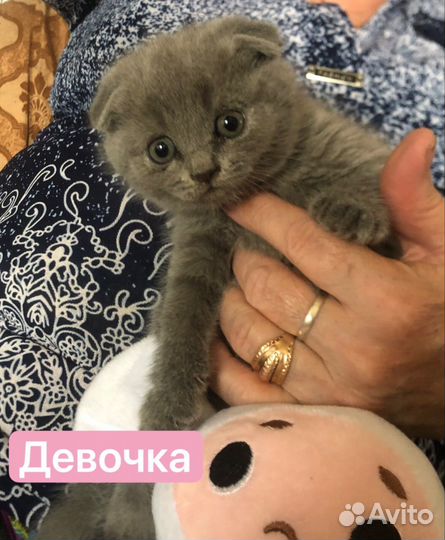 Шотландская вислоухая